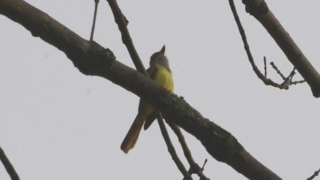 Great-crested Flycatcher singing at Murphy Farm