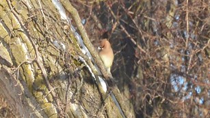 Cedar Waxwing sitting on the side of a snowy tree at Schoolhouse Ridge North.