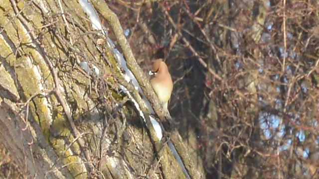 Cedar Waxwing sitting on the side of a snowy tree at Schoolhouse Ridge North.