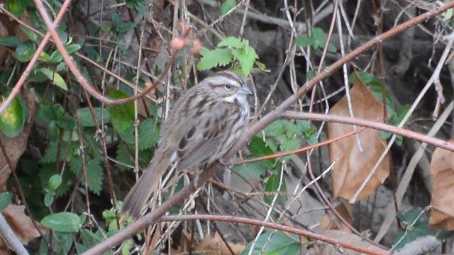 Song Sparrow sitting on a branch in the bushes on Virginius Island.