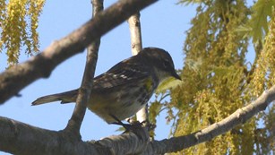 A Yellow-rumped Warbler sitting on a tree branch at Murphy Farm.