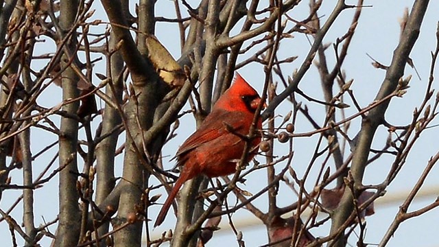 Bright red male Cardinal sitting in a bunch of branches. Some of the branches have berries on them.