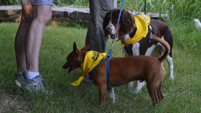 Two dogs wearing yellow bandannas