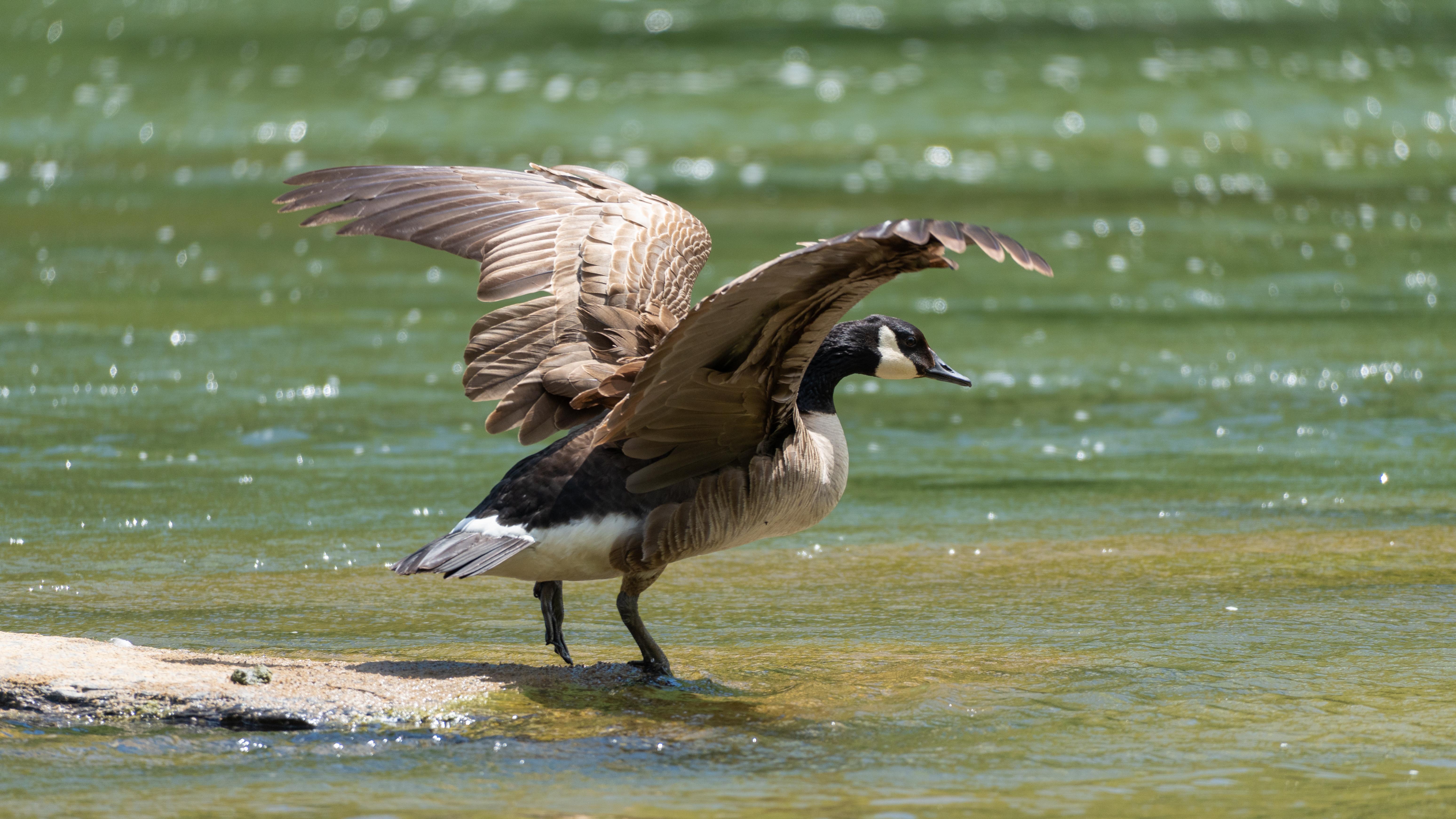 A large black and white goose stands on a rock in a river and stretches its wings 