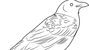 A black and white drawing of an American Crow