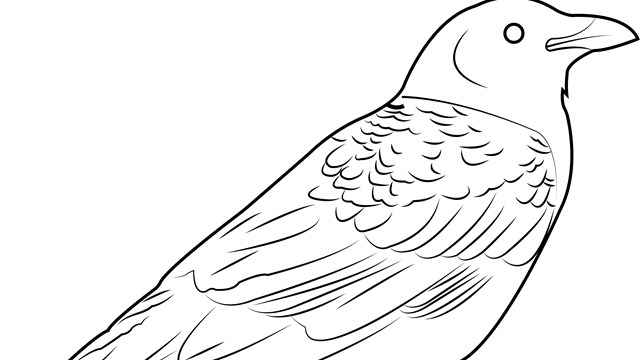 A black and white drawing of an American Crow