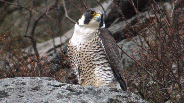 Peregrine Falcon sitting on a rock with its head tilted to the side