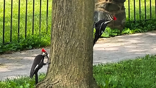 Two Pileated Woodpeckers looking for food in a tree