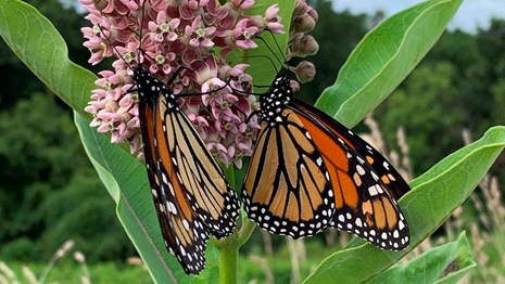 Orange monarch butterflies feed of pink milkweed flowers