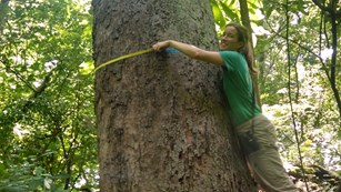 A woman hugs a large tree trunk with measuring tape in hand