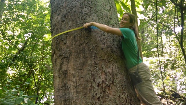 A woman hugs a large tree trunk with measuring tape in hand