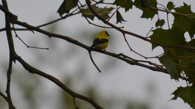 Backside view of an American Goldfinch in a tree in Lower Town Harpers Ferry.