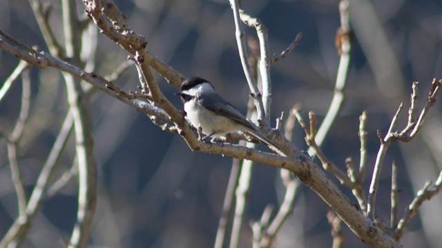 A Black-capped Chickadee perched in a tree along Shoreline Drive
