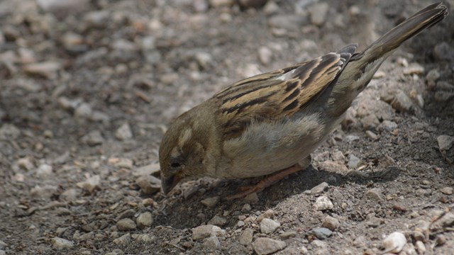 A female House Sparrow looking in the dirt for something in Lower Town Harpers Ferry.