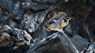 a peregrine falcon perches on a rock ledge with her wings raised