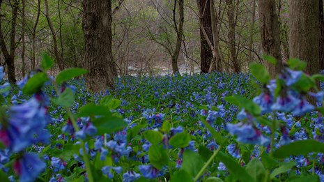 Virginia bluebells - bluish purple flowers amidst trees near the river