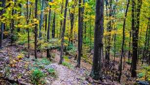 Colorful leaves on the trees along a trail