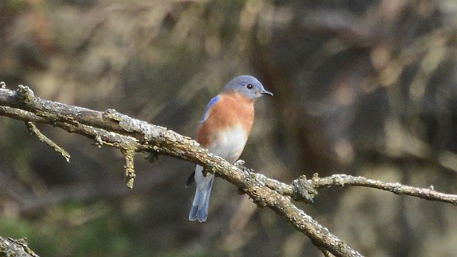 Photograph of an Eastern Bluebird