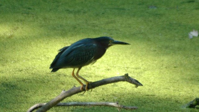 Waterbirds are classified by the way that they obtain almost all or all of their food from the water