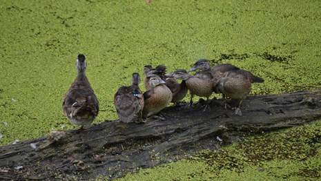 wood ducks sit on a log in a canal filled with water which is topped by bright green duckweed