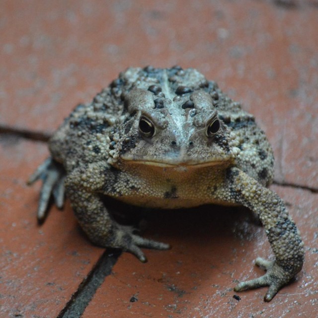 Green, gray, and black mottled toad on a brick surface