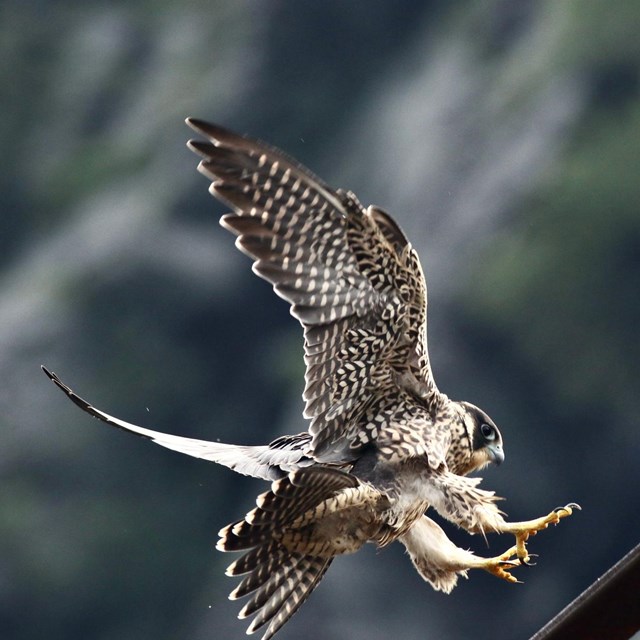 Brown, black, and white mottled peregrine falcon lands on a bridge trestle