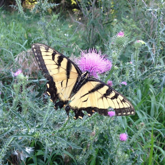 Yellow and black tiger swallowtail butterfly lands on a pink flower