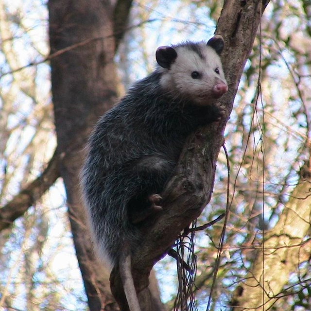 Gray and white opossum in a tree