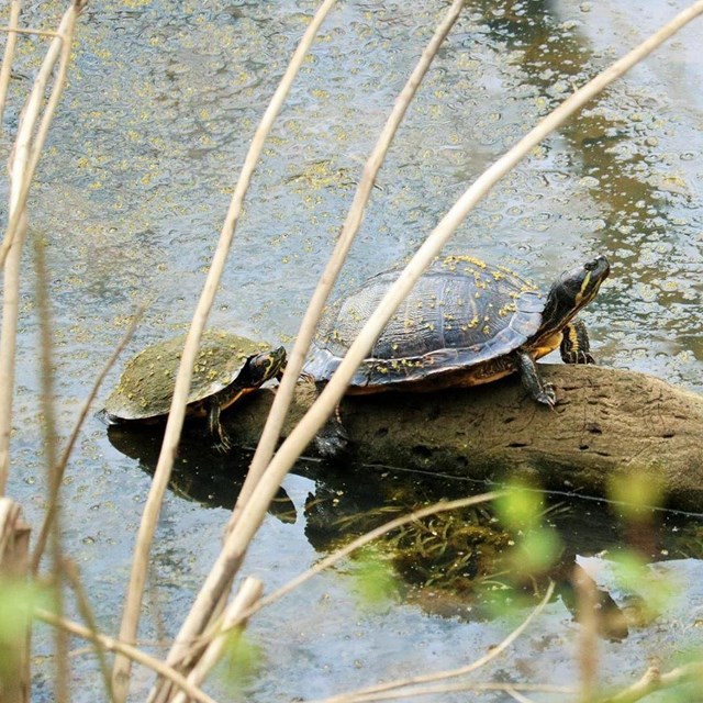 Three turtles on a log in the water