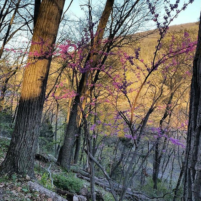 A dirt path through forest in springtime