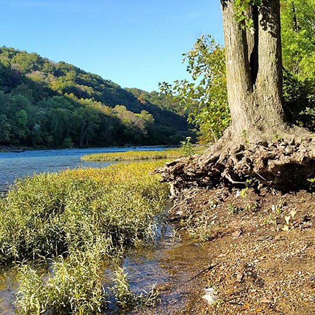 Forested river bank