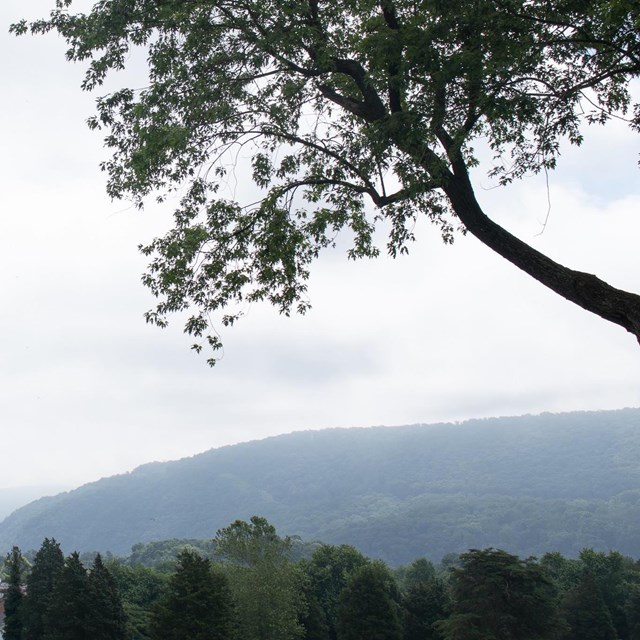 Forested mountains