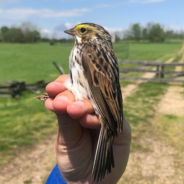 Human hand holding brown, white, and tan mottled bird with splotch of yellow over eye