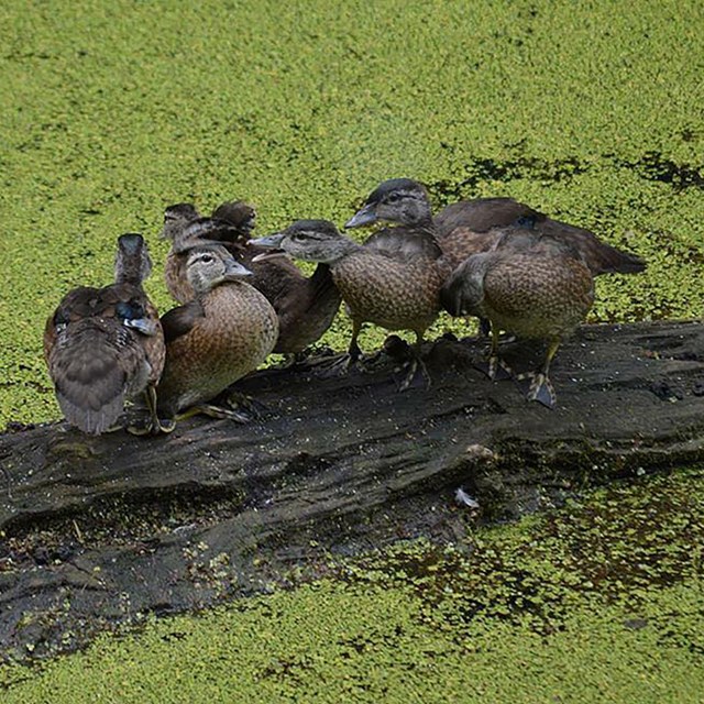 Mottled brown wood ducks on a log in water