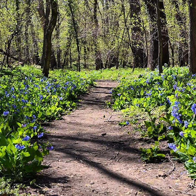 Dirt path through Virginia bluebell patch in the woods