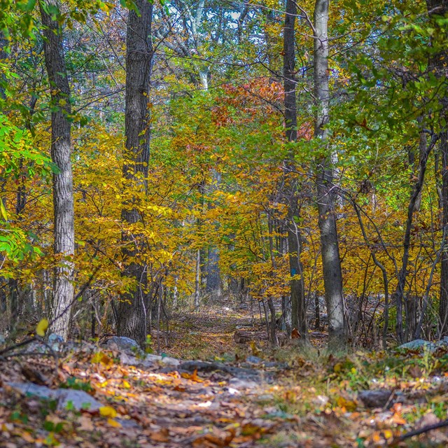 Mixed hardwood forest in autumn