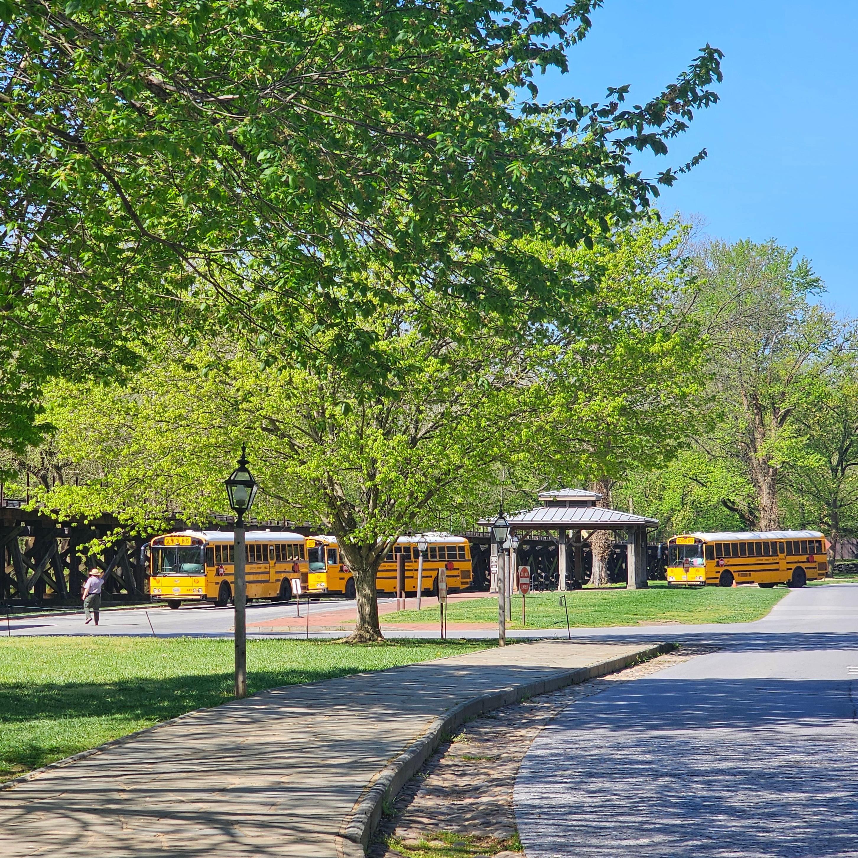 School buses parking to start their field trip. 