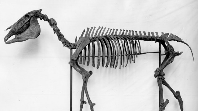 A historic photo of a Hagerman horse skeleton on display