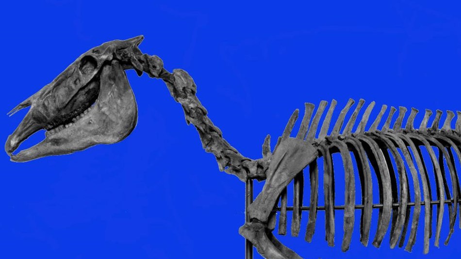 Fossil skeleton of the Hagerman horse mounted standing
