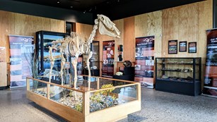 A fossil horse stands in a room filled with posters and display cases.