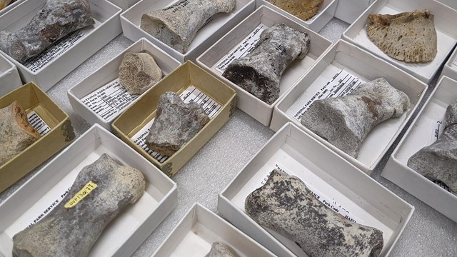 A drawer is filled with trays of small fossils.