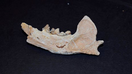 A fossil otter jaw on a black background