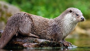 Lontra weiri is a new fossil species of river otter.