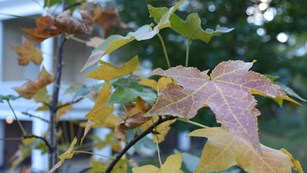 An orange leaf among many fall-colored leaves on a sweet gum tree.