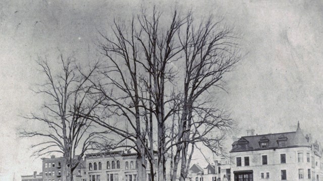 Trees stand atop a hill surrounded by apartment buildings.