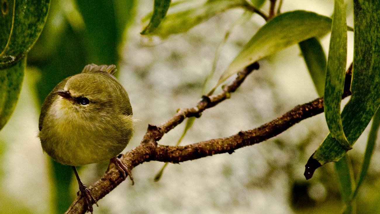 a small yellow bird perches on a branch