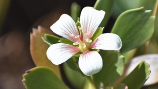 white flower with pink lines running down petals and silvery green leaves
