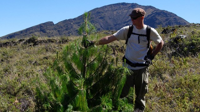 park staff stands and holds tip of pine tree