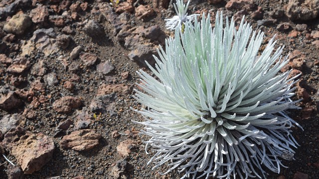 silvery plant with multiple leaves pointing upward in brown cinder