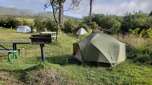 Tent in grassy field with shrubs.